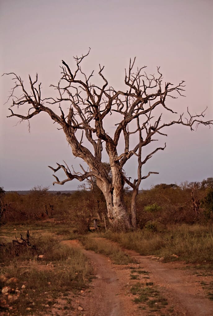 Dead Tree at Pondoro Game Lodge